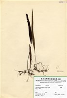 藏品(瓦葦)的圖片